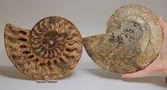 Phenomenal 5,700ct split Ammonite fossil druzy