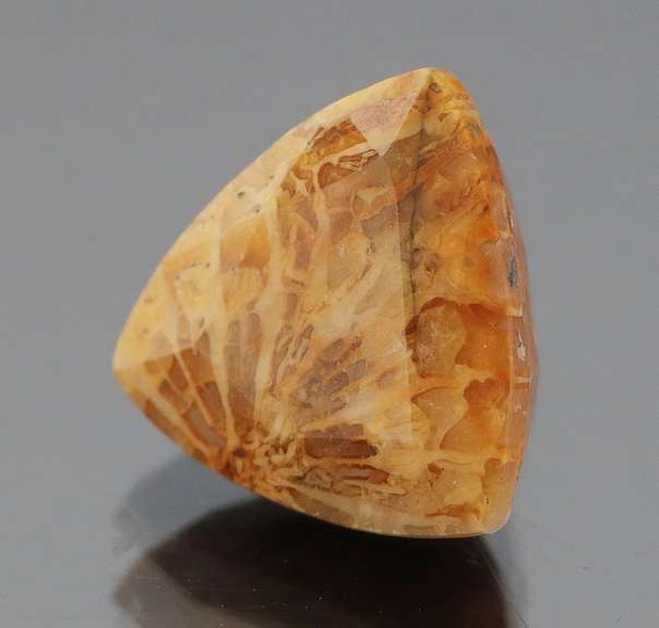 Intricate 6.39ct Indonesian Coral fossil