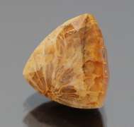 Intricate 6.39ct Indonesian Coral fossil