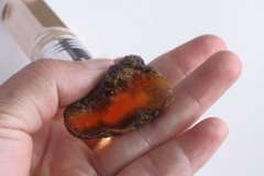 Collecter's Blue Amber Copal rough set