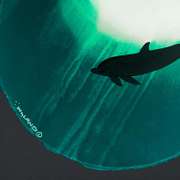 Dolphin Glide by Wyland Original