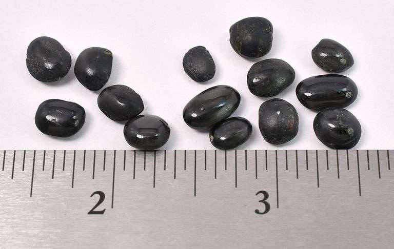 Black Star Of India Gems From Pre-Owned Jewlery