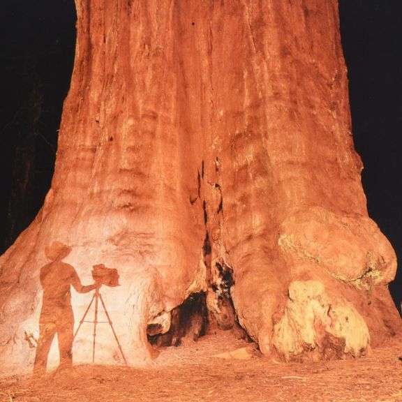 Young Ansel at the Sequoias by Sheer, Robert