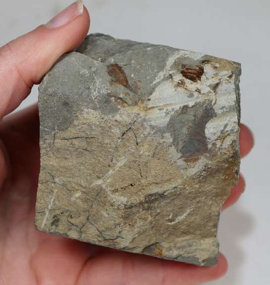 Huge! 1350ct Trilobite Fossil