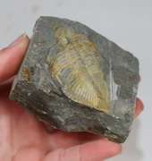 Huge! 1350ct Trilobite Fossil