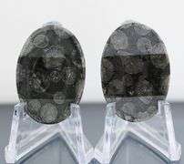 Stylish pair of 44.03ct Moroccan Black Coral
