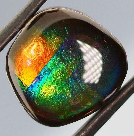 Full spectrum flashing 12.42ct rainbow Ammolite