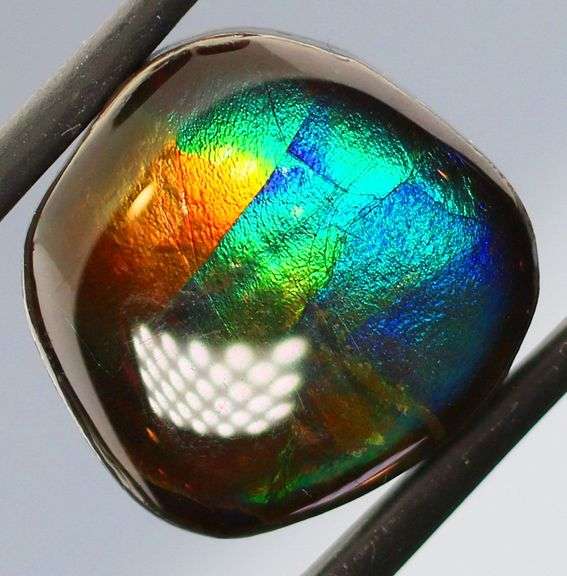 Full spectrum flashing 12.42ct rainbow Ammolite