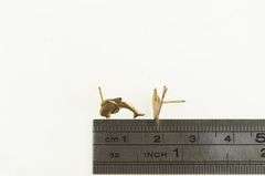 14K Yellow Gold High Relief Dolphin Jumping Through Hoop Stud Earrings