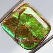 Look at this 36.18ct dragonfly wing patterned Ammolite!