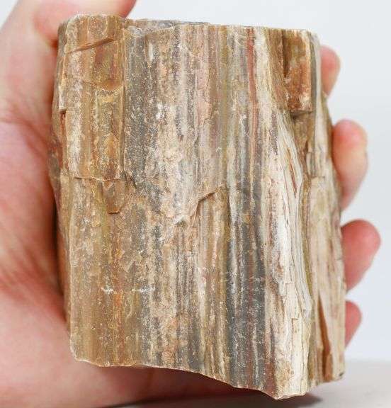 Colossal 6,600ct untreated Petrified Wood block