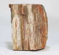 Colossal 6,600ct untreated Petrified Wood block