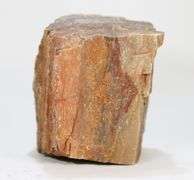 Colossal 6,600ct untreated Petrified Wood block