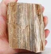 Colossal 6,600ct untreated Petrified Wood block