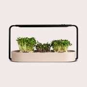 Home Microgreens Kit Harvest Health