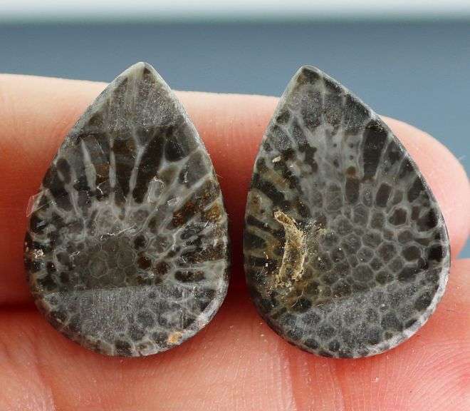 Matched! 24.75ct dinosaur bone cabochon pair