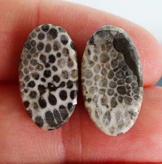 Matched! 16.55ct dinosaur bone cabochon pair