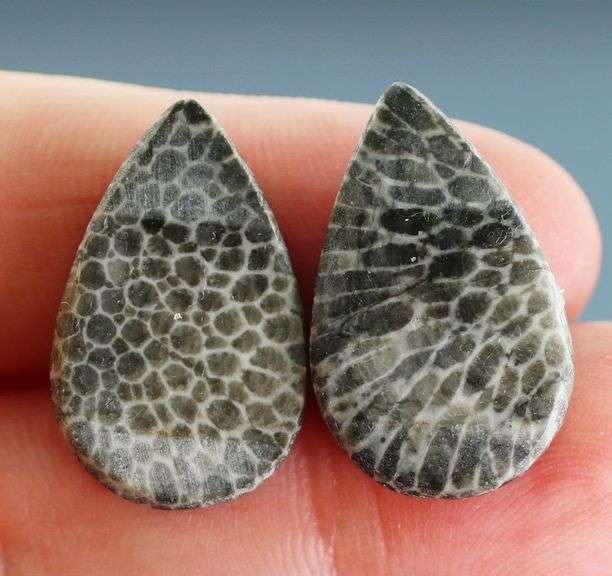 Matched! 24.50ct dinosaur bone cabochon pair