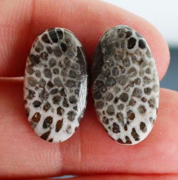 Matched! 16.55ct dinosaur bone cabochon pair