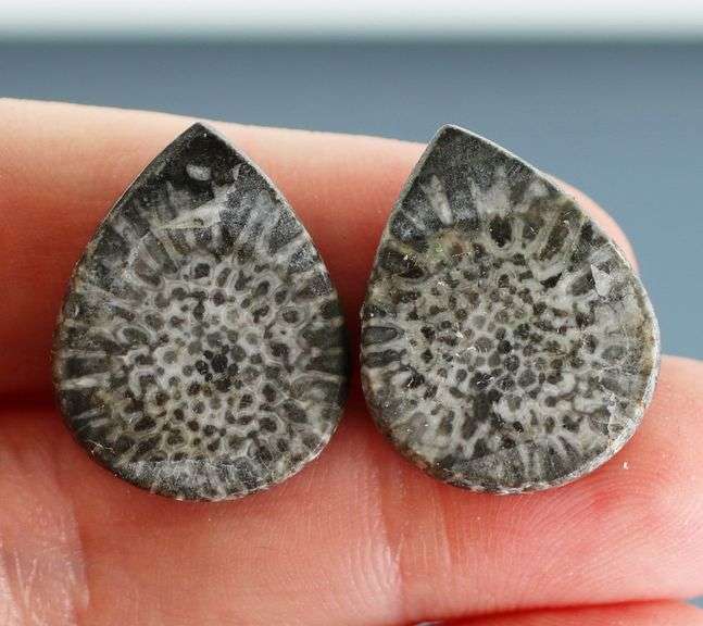 Matched! 30.50ct dinosaur bone cabochon pair