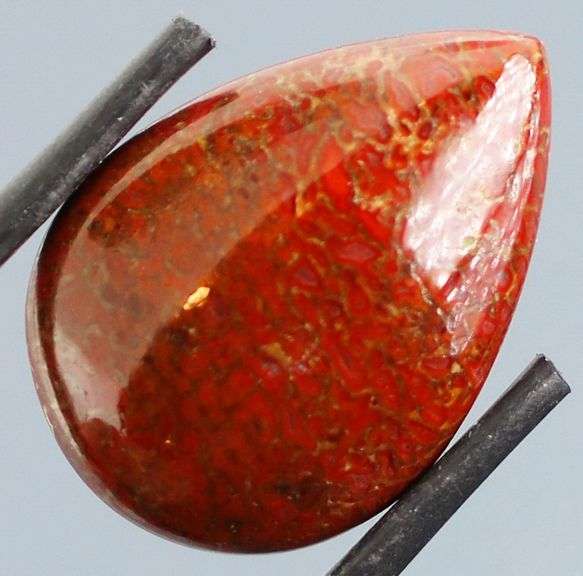 Excellent 22.80ct cabochon cut from dinosaur bone