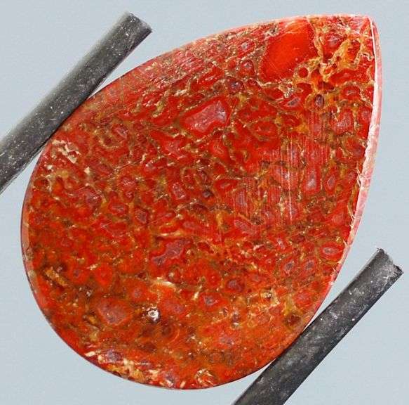 Excellent 22.80ct cabochon cut from dinosaur bone