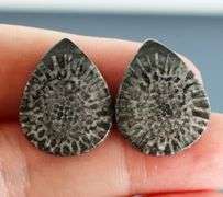 Matched! 30.50ct dinosaur bone cabochon pair