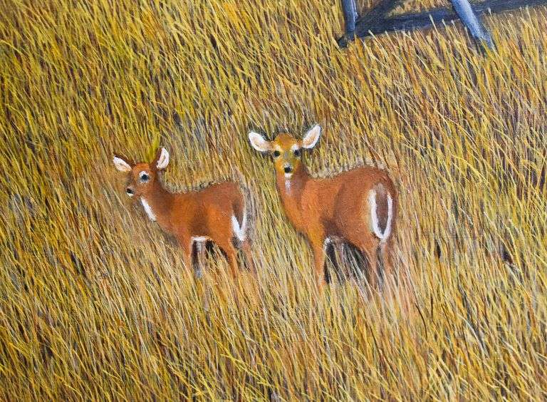 I Spy: Deer Crossing