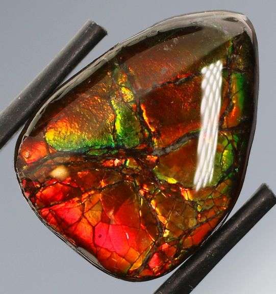 Look at this 16.42ct dragonfly wing patterned Ammolite!