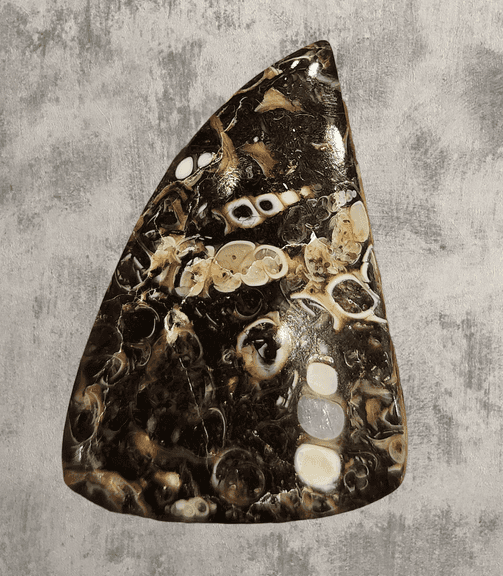 Holy cow! Real Agatized Fossil! -57.10ct