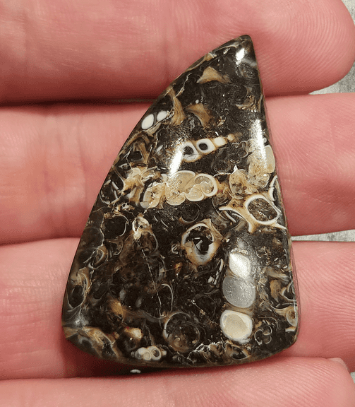 Holy cow! Real Agatized Fossil! -57.10ct