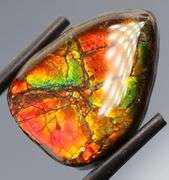 Look at this 16.42ct dragonfly wing patterned Ammolite!