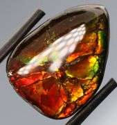 Look at this 16.42ct dragonfly wing patterned Ammolite!