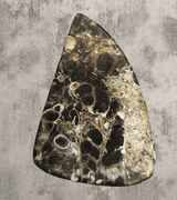 Holy cow! Real Agatized Fossil! -57.10ct