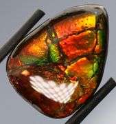 Look at this 16.42ct dragonfly wing patterned Ammolite!