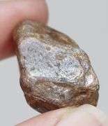 Holy COW! 87.7ct uncut golden Star Sapphire!