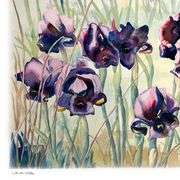Iris by Fox, Perla