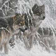 Edge of Winter by Fanning