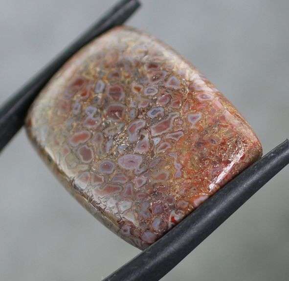 Highly figurative 22.95ct dinosaur bone cabochon