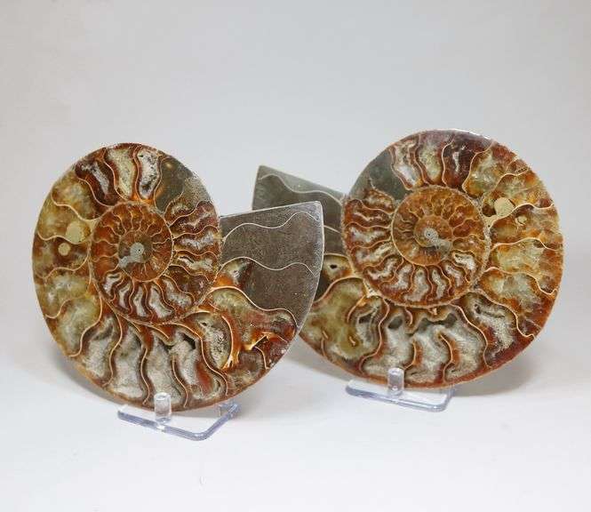 Huge 4,380ct split Ammonite fosssil with Ammolite Opal
