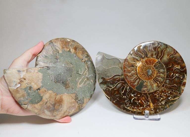 Impressive 5,370ct split Ammonite fossil with Ammolite Opal