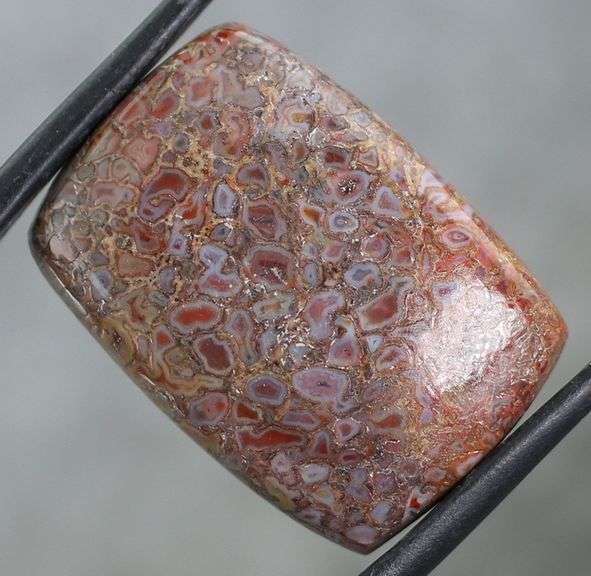 Highly figurative 22.95ct dinosaur bone cabochon