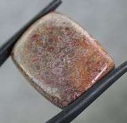 Highly figurative 22.95ct dinosaur bone cabochon