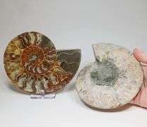 Huge 4,380ct split Ammonite fosssil with Ammolite Opal