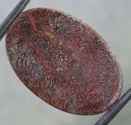 Awesome 23.87ct cabochon cut from dinosaur bone