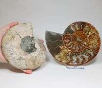 Huge 4,380ct split Ammonite fosssil with Ammolite Opal