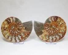 Huge 4,380ct split Ammonite fosssil with Ammolite Opal