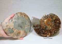 Impressive 5,370ct split Ammonite fossil with Ammolite Opal