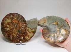 Impressive 5,370ct split Ammonite fossil with Ammolite Opal