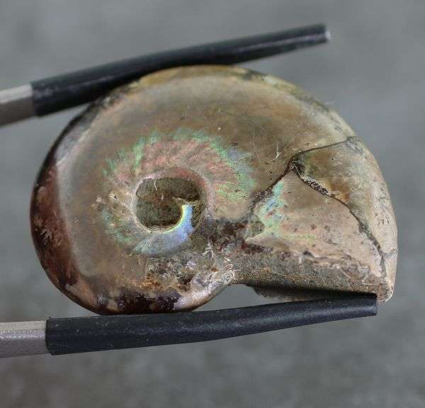 Rainbow flashes! 54.10ct iridescent Ammonite fossil